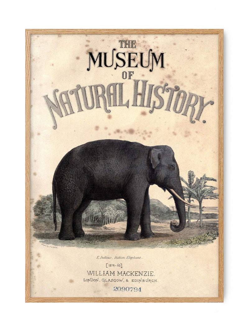 Natural History Museum Elephant Print 50cm x 70cm