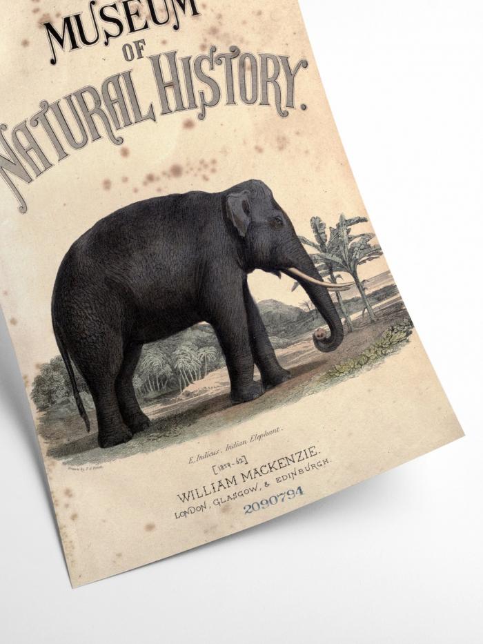Natural History Museum Elephant Print 50cm x 70cm